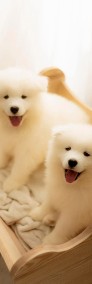 Samoyed-4