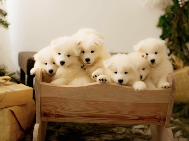 Samoyed-1