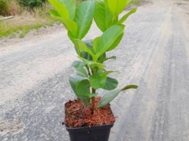 Laurowiśnia Wschodnia ROTUNDIFOLIA 30-50 cm Donica 0,5-2 L darmowa dostawa 40szt-1