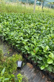 Laurowiśnia Wschodnia ROTUNDIFOLIA 30-50 cm Donica 0,5-2 L darmowa dostawa 40szt-2