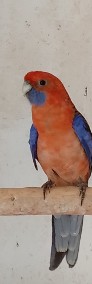 Rozella królewska Orange, białolica samiec -4