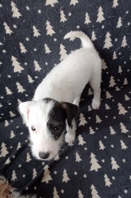 Parson Russell terrier -2