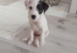 Parson Russell terrier 