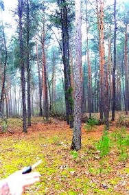 Działka leśna Sękocin-Las, ul. Mahoniowa-2
