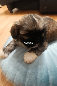 Szczeniaki Shih Tzu -2