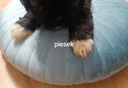 Szczeniaki Shih Tzu  ostatnie 3 pieski 