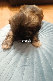 Szczeniaki Shih Tzu  ostatnie 3 pieski -2