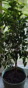 Roślina: Fikus Benjamina w doniczce 8L. Wysokość wraz z doniczką: ok. 95 cm-4