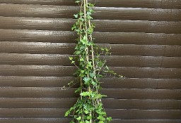 Bluszcz hedera helix 100-130 cm w dużych donicach kępa