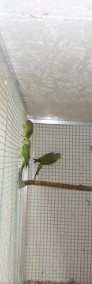 Papuga aleksandretta obrożna, wielka, śliwogłowa-3