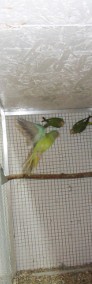 Papuga aleksandretta obrożna, wielka, śliwogłowa-4