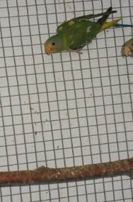 Papuga aleksandretta obrożna, wielka, śliwogłowa-2