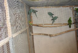 Papuga aleksandretta obrożna, wielka, śliwogłowa