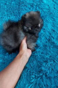 Pomeranian Szpic Miniaturowy rożne ubarwienia PASZPORT!!!-2