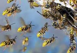 Osy, szerszeni oraz roje pszczół - Usuwanie gniazd