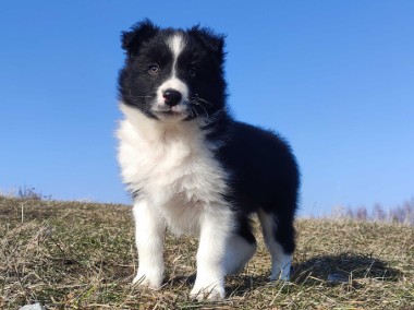 Piękny rasowy pies Border Collie z Hodowli, pełna dok.-1