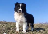 Piękny rasowy pies Border Collie z Hodowli, pełna dok.