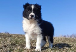 Piękny rasowy pies Border Collie z Hodowli, pełna dok.