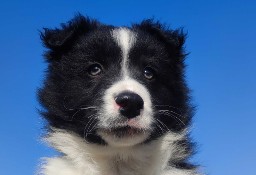 Piękny rasowy pies Border Collie z Hodowli, pełna dok.