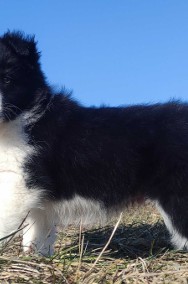 Piękny rasowy pies Border Collie z Hodowli, pełna dok.-2