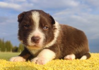 Piękny rasowy pies Border Collie z Hodowli, pełna dok.