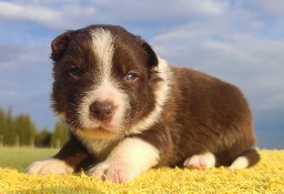 Piękny rasowy pies Border Collie z Hodowli, pełna dok.