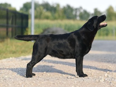 LABRADOR RETRIEVER . ZAPOWIEDZ. MIOTU. ZKwP,  FCI.   BADANIA GENETYCZNE -1