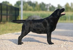 LABRADOR RETRIEVER . ZAPOWIEDZ. MIOTU. ZKwP,  FCI.   BADANIA GENETYCZNE 