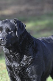 LABRADOR RETRIEVER . ZAPOWIEDZ. MIOTU. ZKwP,  FCI.   BADANIA GENETYCZNE -2