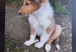 Owczarek Szkocki Collie