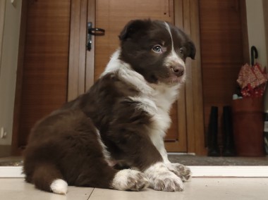 BORDER COLLIE rasowy pies, czekoladowo biały - cudowny!-1