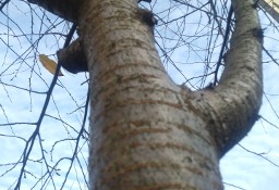 Wycinka drzew sprzątanie transport utylizacja Rzeszów