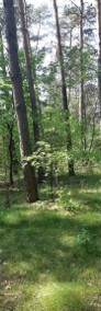 Sprzedam działkę leśną nad rzeką Wilgą w Trzciance-3