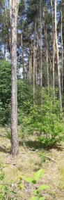 Sprzedam działkę leśną nad rzeką Wilgą w Trzciance-4