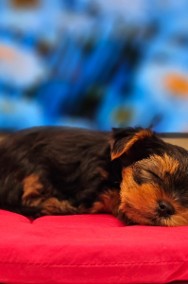 Yorkshire Terrier ZKwP FCI -2