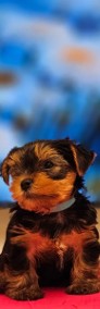 Yorkshire Terrier ZKwP FCI -4