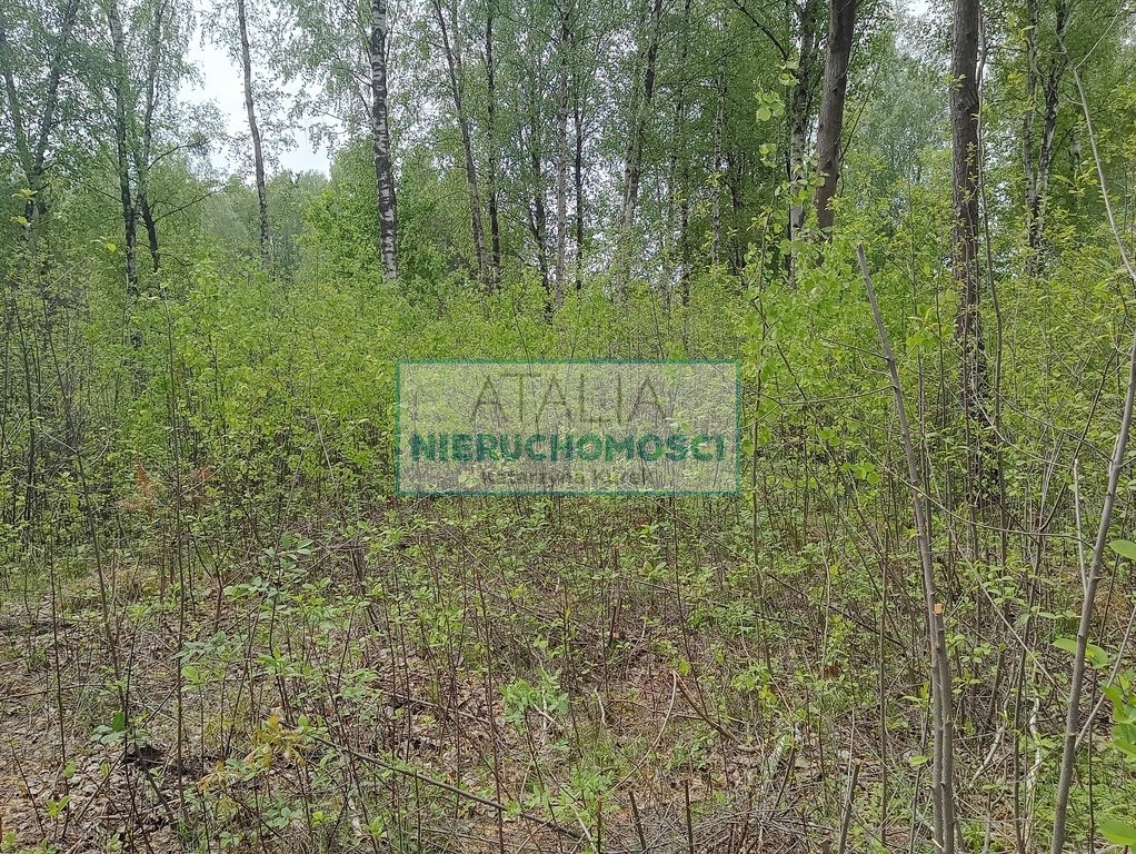 Piękna działka w Leśnej otulinie Mościska - Widok 5