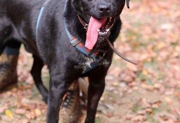 Silny, majestatyczny pies w typie labradora szuka domu! Adoptuj! :)