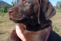 Labrador Czekoladowy Szczenieta