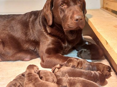 Labrador Czekoladowy Szczenieta-Mama FCI-1