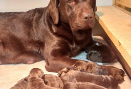 Labrador Czekoladowy Szczenieta-Mama FCI