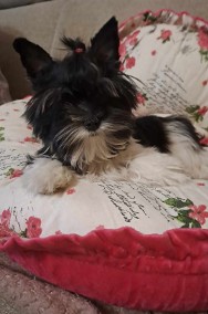 Yorkshire terrier   Black& White-2