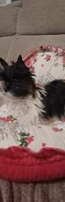 Yorkshire terrier   Black& White-3