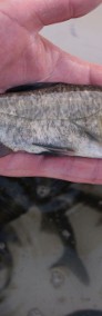 Narybek karp amur tołpyga(węgorz lin sum sandacz jesiotr karaś pstrąg)-3