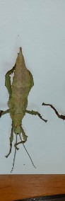 Straszyk olbrzymi heteropteryx dilatata l-3-4