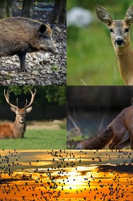 Odstraszacz na dziki, sarny, jelenie, łosie, lisy, ptaki i szkodniki-3