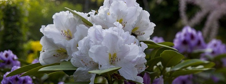 Różanecznik 'Eskimo' /Rhododendron 'Eskimo' C5 -1