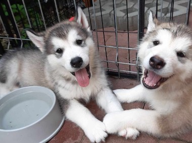 Dostępny szczeniak Alaskan Malamute ZKwP/FCI-1