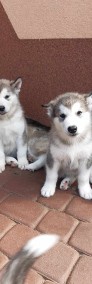 Dostępny szczeniak Alaskan Malamute ZKwP/FCI-3