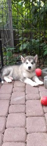 Dostępny szczeniak Alaskan Malamute ZKwP/FCI-4